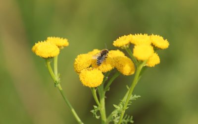 Door de ogen van een insect